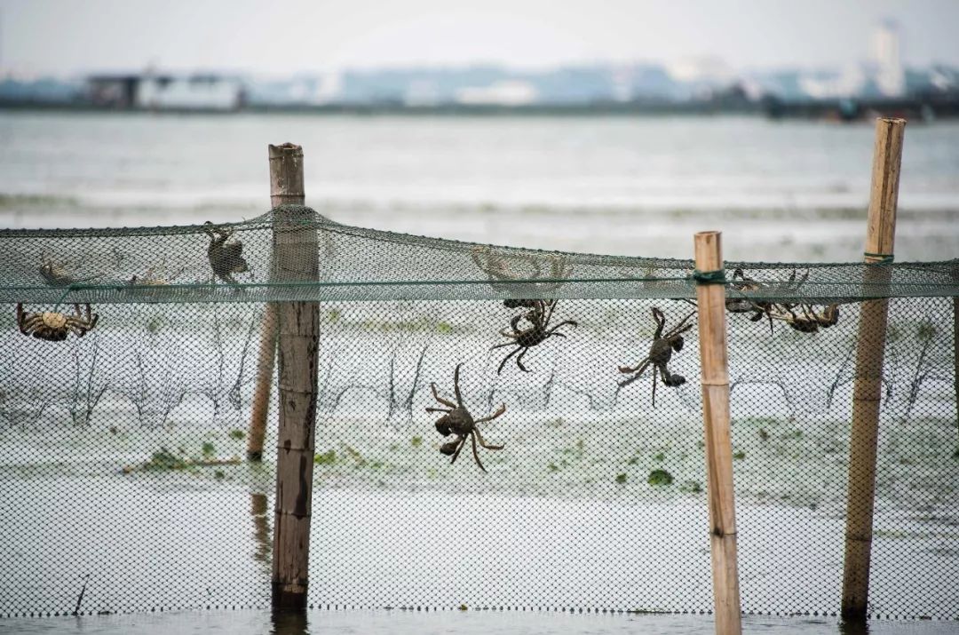 大闸蟹为什么这么好吃,大闸蟹公好还是母好吃