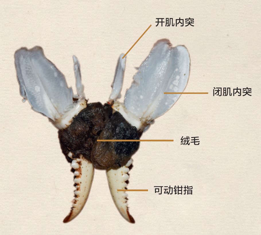 大闸蟹做法简单又好吃,鹤龙湖大闸蟹哪家好吃