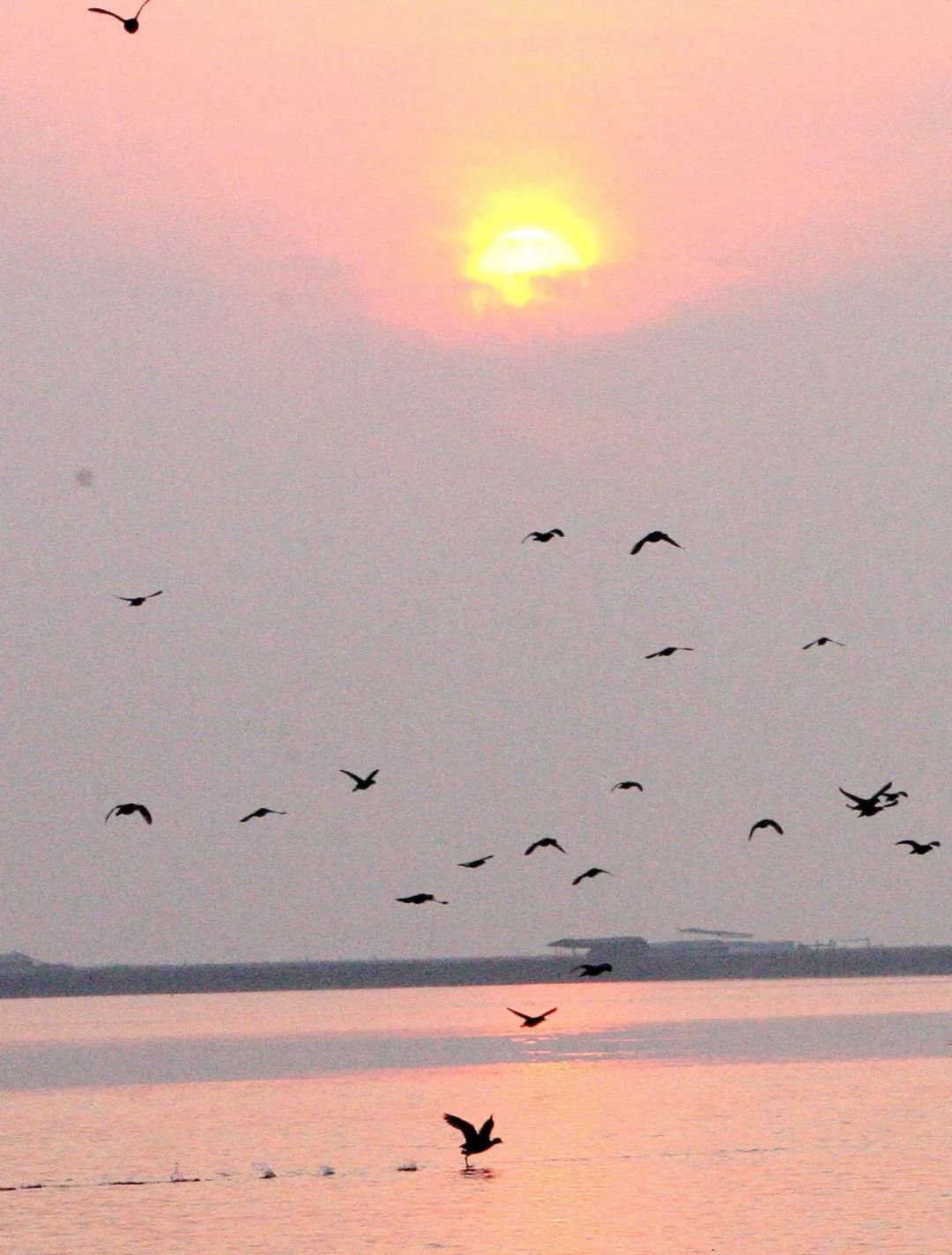 大闸蟹做法简单又好吃,鹤龙湖大闸蟹哪家好吃