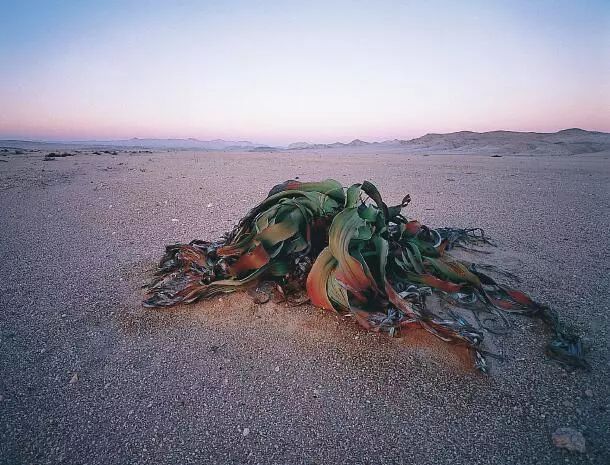 识别树木的最快方法,真假树木鉴别方法