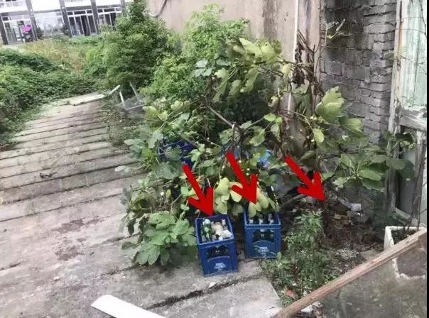 预防登革热时刻在行动,科普清理小积水防控登革热