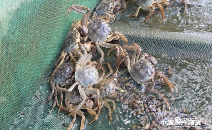 21年大闸蟹最佳食用时间,史上最全的大闸蟹食用指南