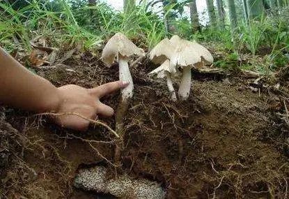 云南真的有很多毒蘑菇吗,云南的蘑菇真的那么毒吗