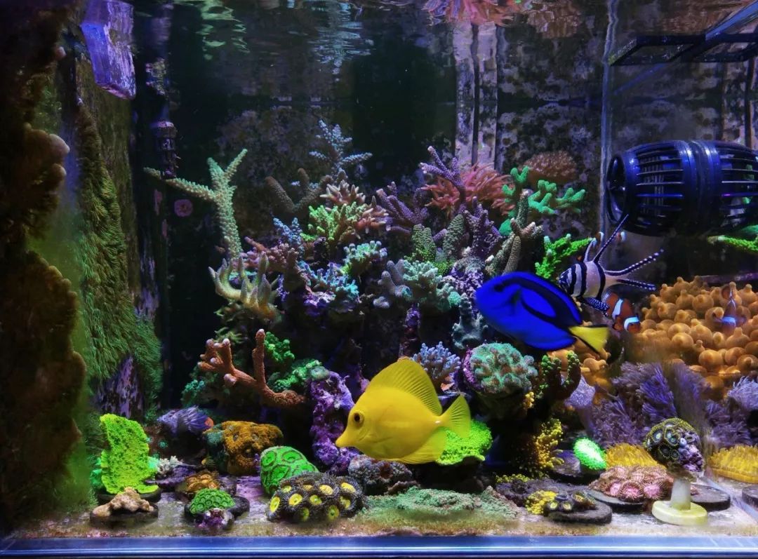 40小缸全套,40的方缸用多大的过滤桶