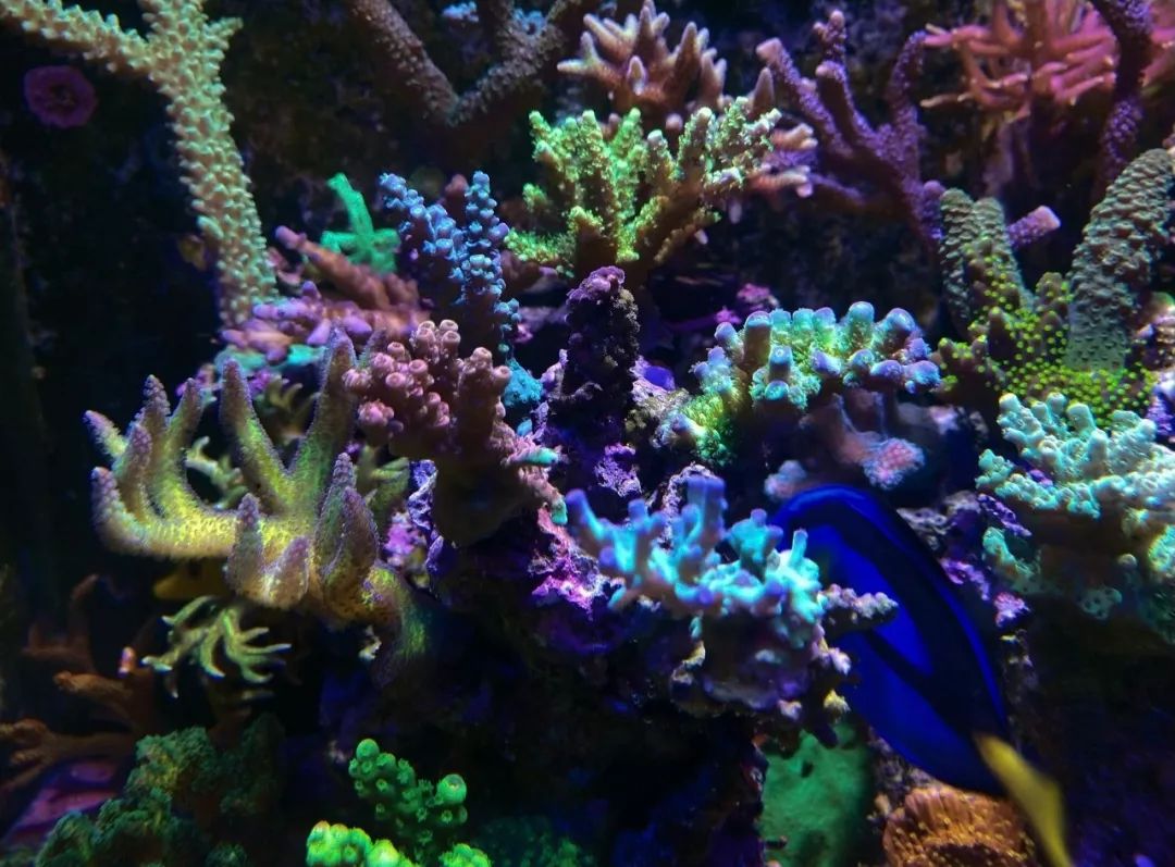 40小缸全套,40的方缸用多大的过滤桶