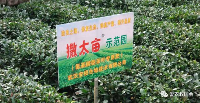 茶树开花太多怎么处理,茶树开花什么原因