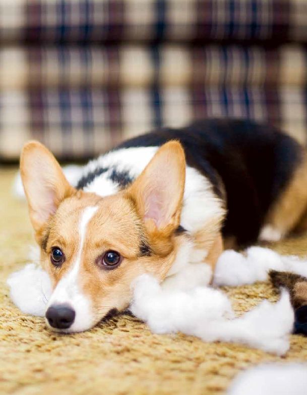 鑰佸笀鎴戠殑浣滀笟琚嫍鍟冧簡,鑰佸笀鎴戠殑浣滀笟琚嫍鍚冧簡