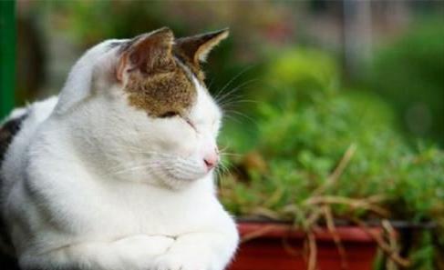 鐚挭涓嶆彛鎵嬪拰鍐滄皯鎻g殑鍖哄埆,鐚挭涓轰粈涔堝枩娆㈠啘姘戝憿