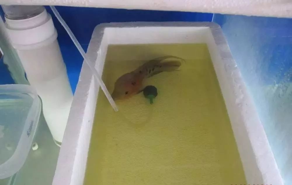 溃疡性肠炎有哪些症状如何治疗,猫胃肠炎的症状判断及治疗方法