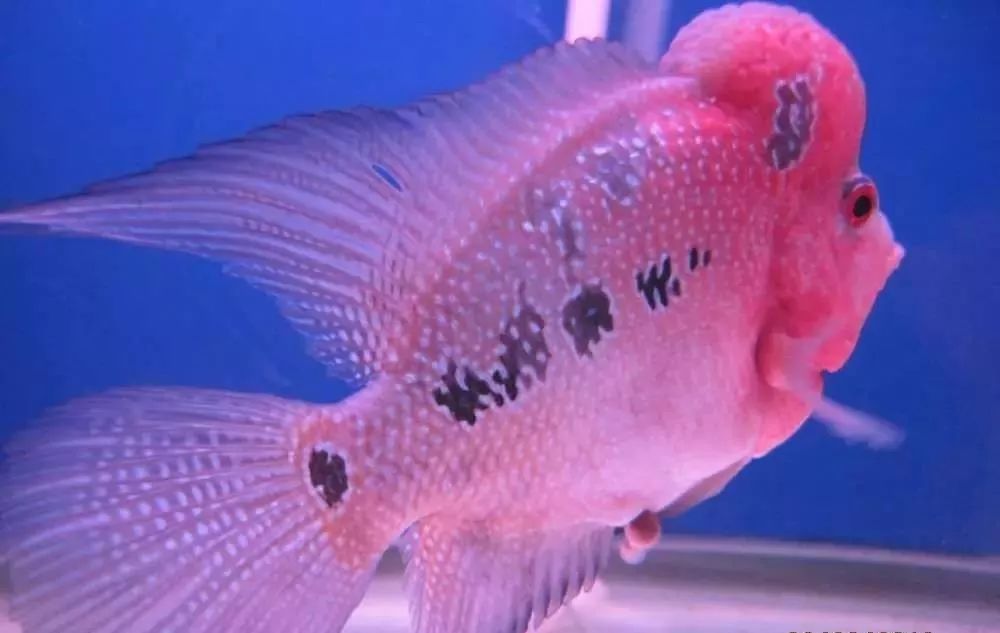 梭菌性肠炎的症状用什么药治疗,慢性肠炎怎么治疗好能彻底去根