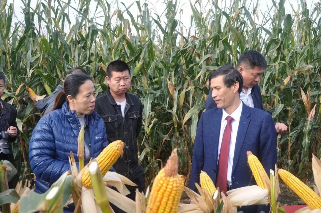 抗性型玉米,抗性最好的玉米品种