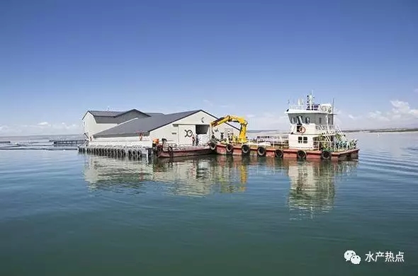全国虹鳟鱼各省产量,青海虹鳟鱼市场份额