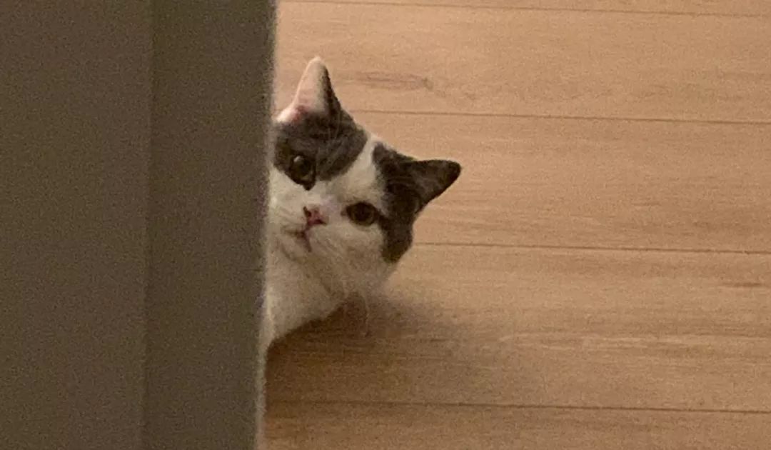 HomewithSS|家的进化论