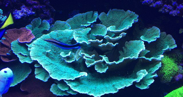 sps哪家更实用,sps怎么操作