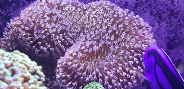 sps哪家更实用,sps怎么操作