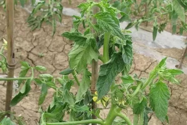 芸苔素内酯怎么用才有效,芸苔素内酯的3种误解