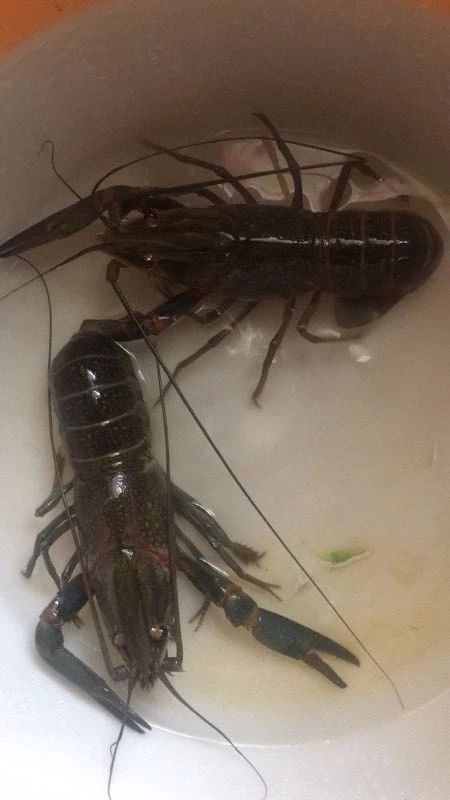 澳洲淡水小龙虾养殖一亩投资成本,澳洲小龙虾收益怎么样