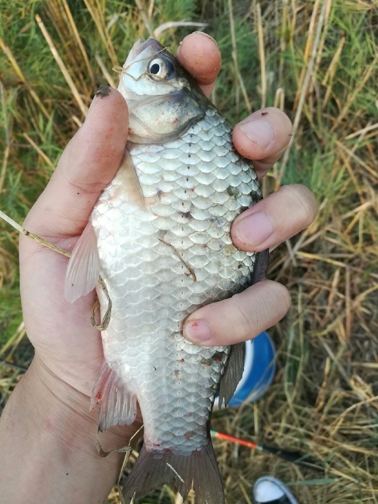 七星连珠天象现身预示什么,七星连珠将现身这有什么意义