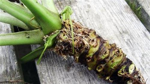 农村储存的菜有哪些,什么菜便宜又耐储存