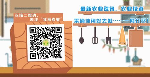买回来樱桃如何在冰箱保鲜存放,樱桃怎样储存在冰箱里能保鲜多久