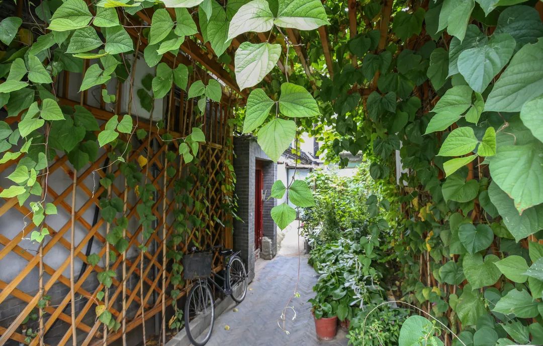 今年全市739条背街小巷花团锦簇（下）