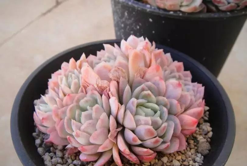 多肉煤烟病可以用酒精擦吗,多肉得过烟煤病土还可以用吗