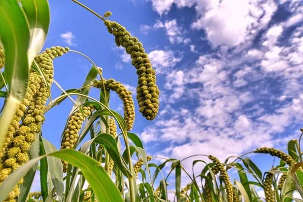 氯基和脲基复合肥区别,氯基和氨化氯基的区别