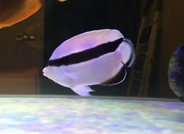 fot多大缸,fot高缸