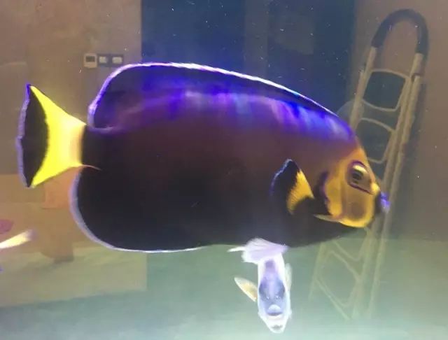 fot多大缸,fot高缸