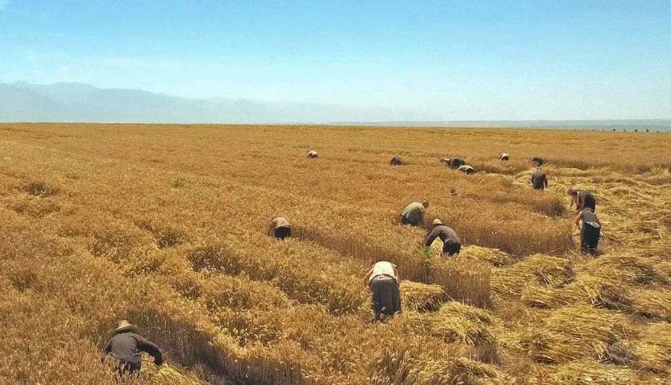 陈忠实的精神和白鹿原的魅力,陈忠实五十年后