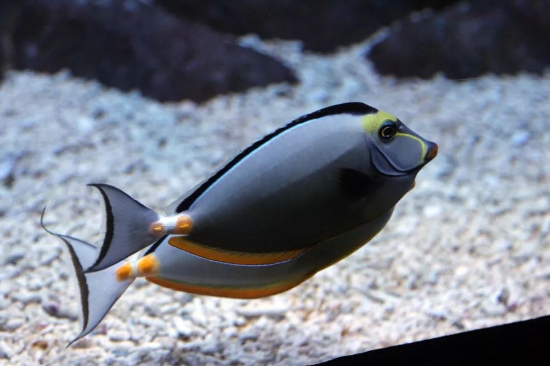 鱼撞脸的搞笑瞬间,鱼撞脸视频大全