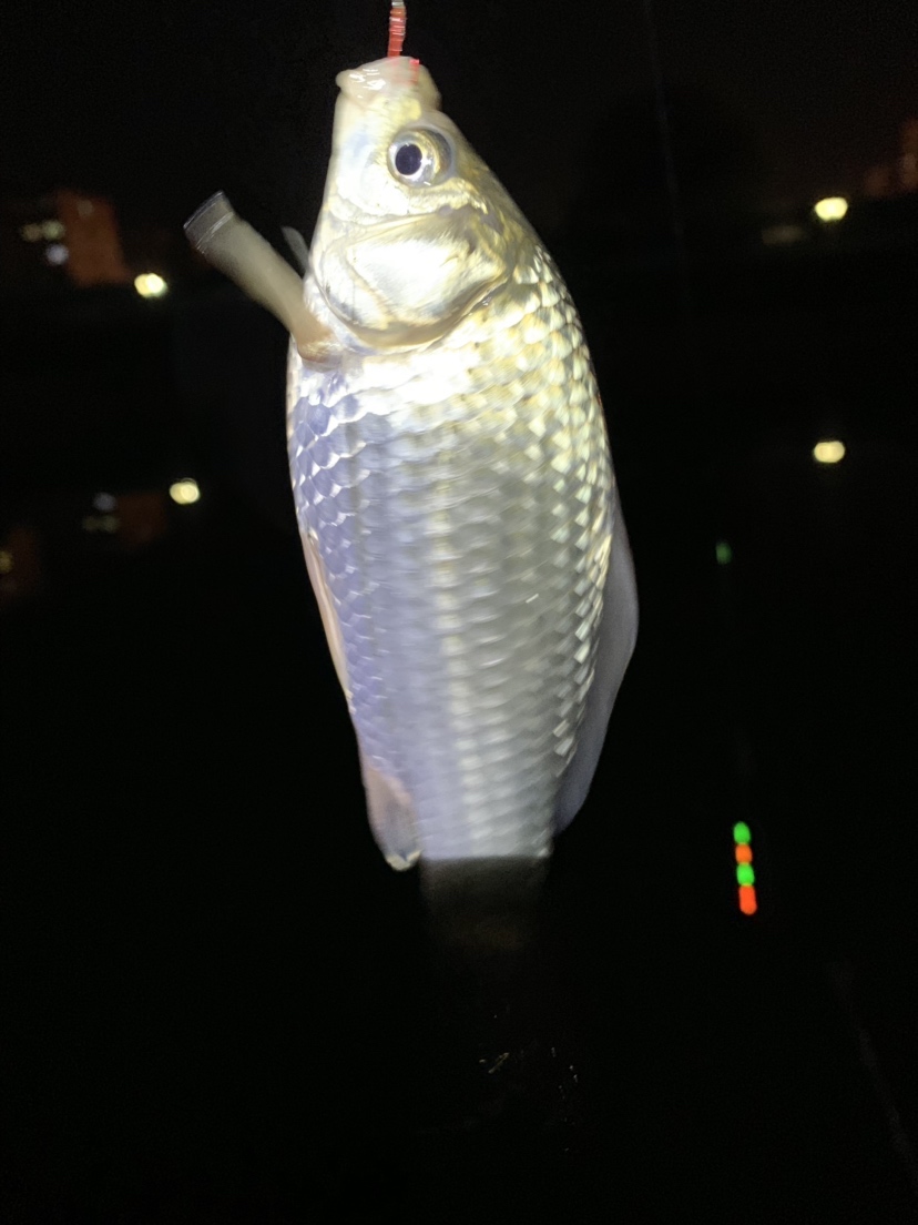 新竿开光有什么讲究,新竿开光爆护