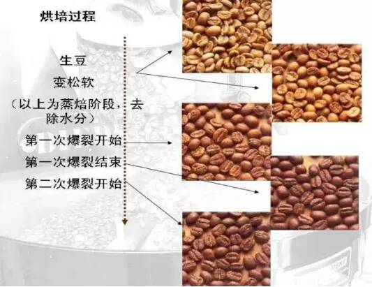 万字雄文说透咖啡:虽然经常捧着它,但你真的了解多少呢?