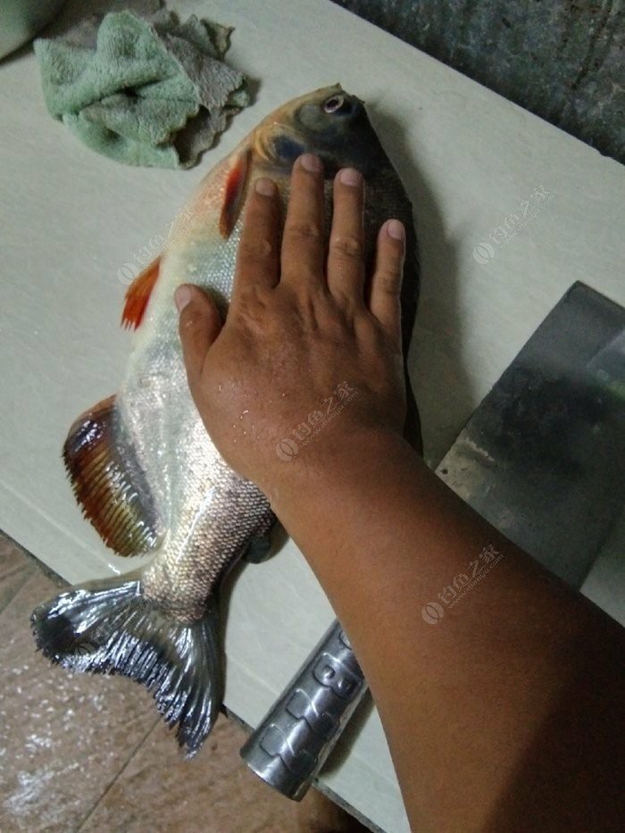 钓淡水白鲳用什么子线,钓淡水白鲳用什么饵料最好