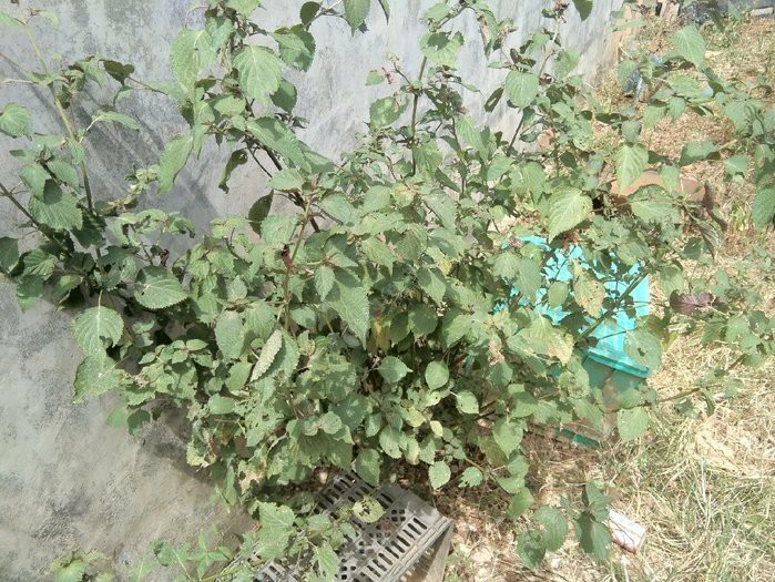 钓淡水白鲳用什么子线,钓淡水白鲳用什么饵料最好