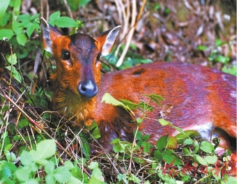 黄楮林在哪里,福建闽清黄楮林