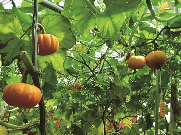 九原新乡村时代：“种”在田间地头享在茶余饭后