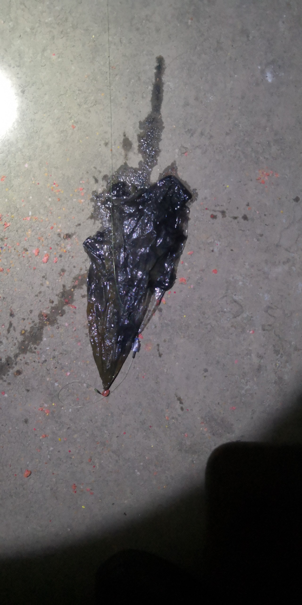 入坑第一天钓鱼,入坑一年所钓的鱼种