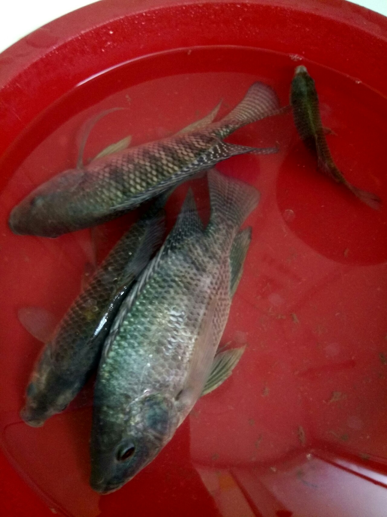 钓鱼的感悟心得,钓鱼的道理及感悟