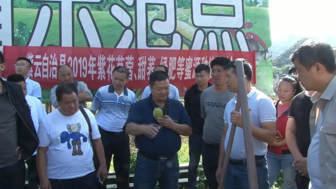 沙田镇佛手瓜种植,佛手瓜种植基地