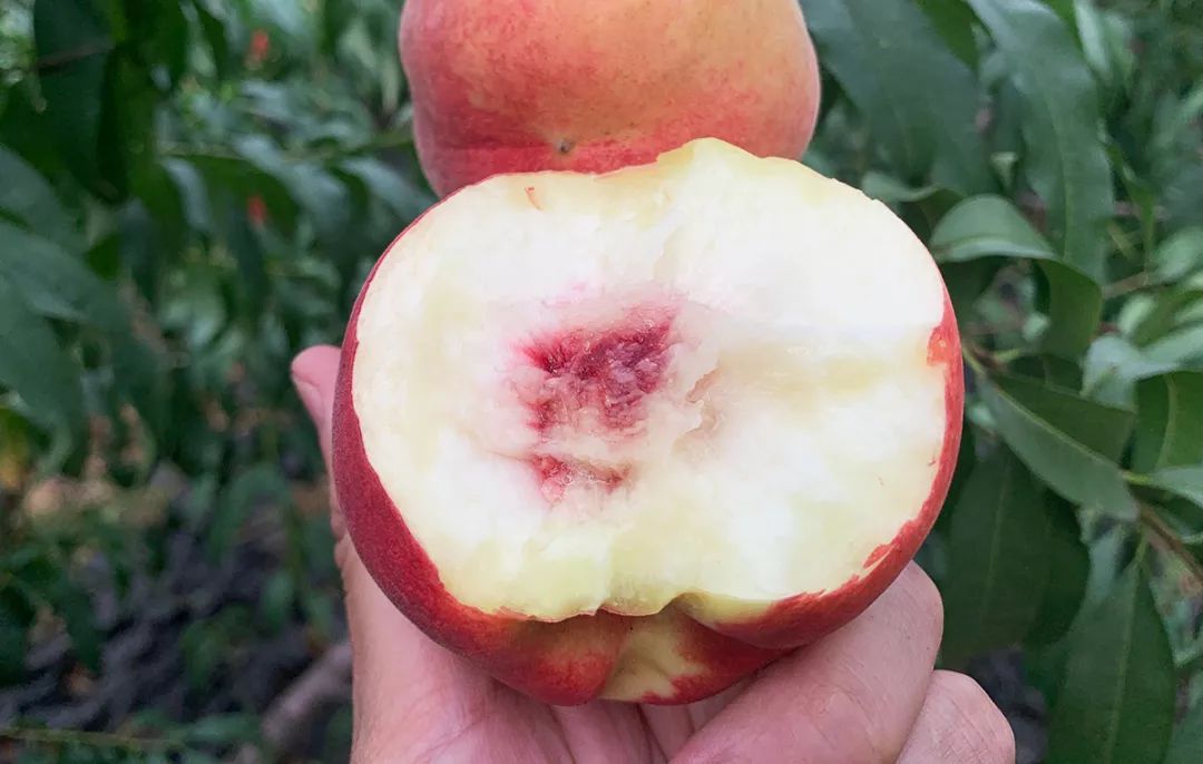 金秋红蜜正宗做法,金秋红蜜的特点