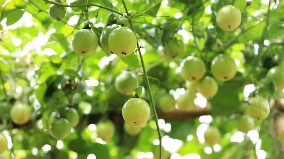 施甸：黄金百香果成增收致富的金果果