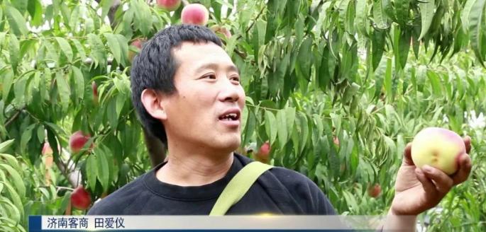 超早红蜜桃糖度是多少,四川春雪蜜脆蜜桃糖度