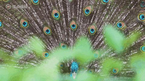 人类进化背后的万年相亲博弈