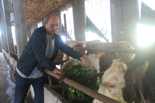 返乡创业种草养牛赚得欢