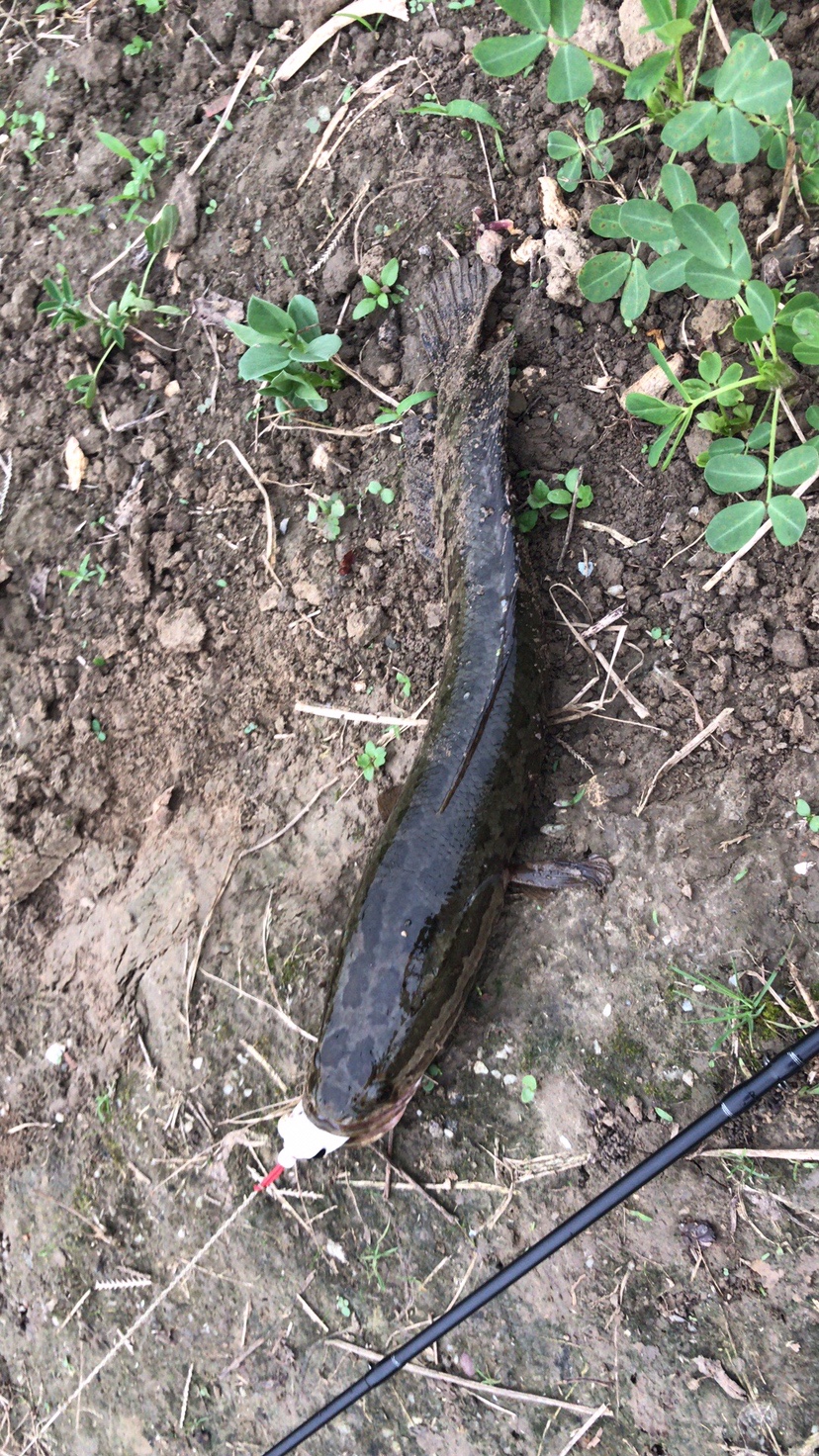 路亚打黑2022年视频,路亚打黑第一条鱼