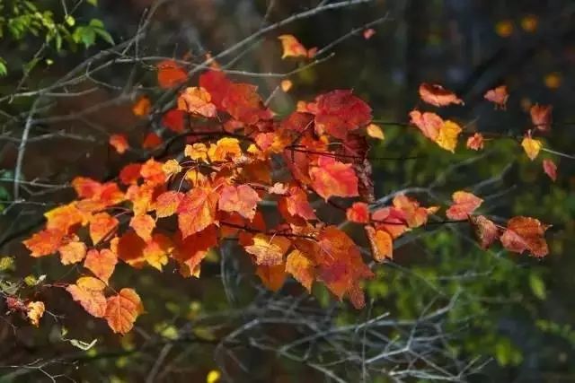 这个周末我约了丹凤的秋天,邀你共赏!去的约起来....