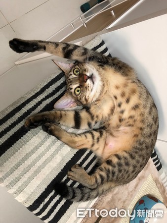 虎斑猫斜眼看主人,虎斑猫翻跟头