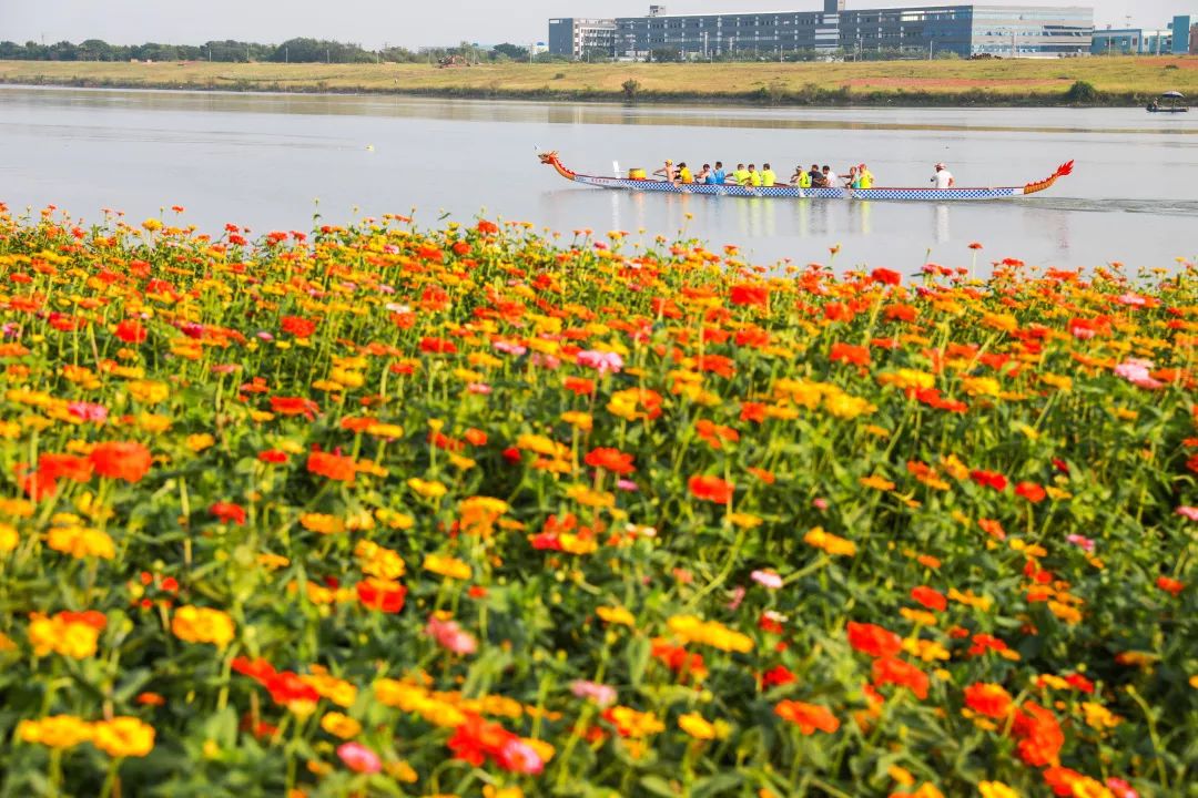 满城尽带黄金甲!在佛山,就能感受秋日童话的浪漫