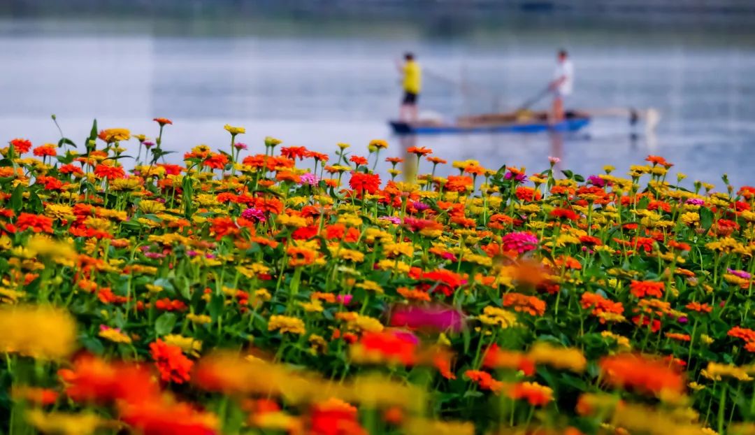 满城尽带黄金甲!在佛山,就能感受秋日童话的浪漫